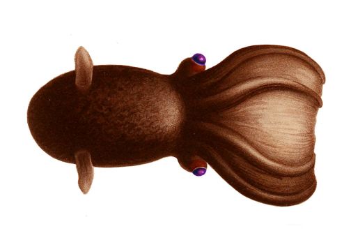 vampire-squid